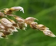 Anthoxanthum arcticum