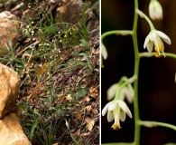 Anticlea virescens