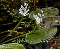 Aponogeton distachyos