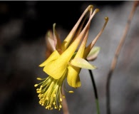 Aquilegia barnebyi