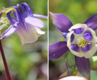 Aquilegia brevistyla