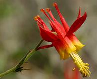 Aquilegia desertorum