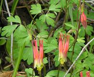 Aquilegia elegantula