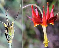 Aquilegia eximia