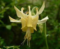 Aquilegia flavescens