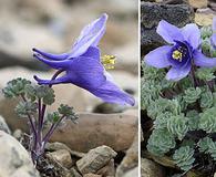 Aquilegia jonesii