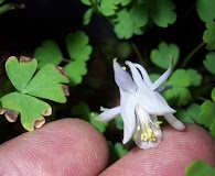 Aquilegia laramiensis