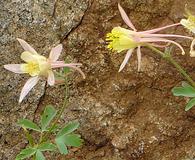 Aquilegia pubescens