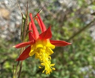 Aquilegia shockleyi