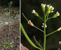 Arabidopsis thaliana