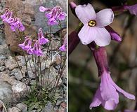 Arabis aculeolata