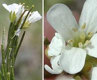 Arabis eschscholtziana