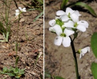 Arabis furcata