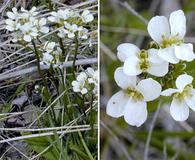 Arabis nuttallii