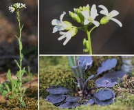 Arabis patens