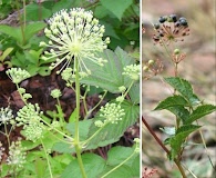 Aralia hispida