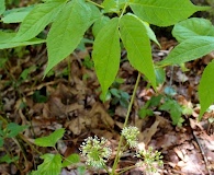 Aralia nudicaulis