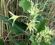 Araujia odorata