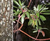 Arbutus arizonica