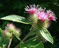 Arctium lappa