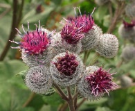 Arctium tomentosum