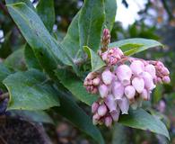 Arctostaphylos andersonii