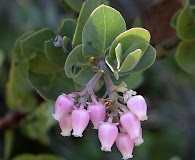 Arctostaphylos auriculata