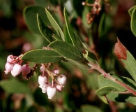 Arctostaphylos bakeri