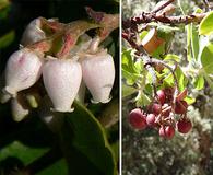 Arctostaphylos crustacea