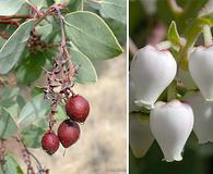 Arctostaphylos glauca