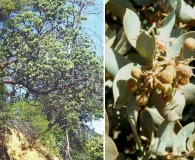 Arctostaphylos hooveri