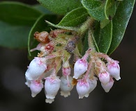 Arctostaphylos imbricata