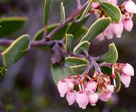 Arctostaphylos montana