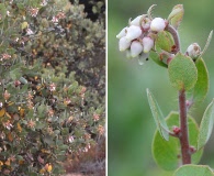 Arctostaphylos morroensis