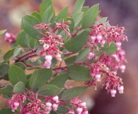 Arctostaphylos otayensis