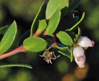 Arctostaphylos pacifica