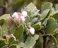 Arctostaphylos parryana