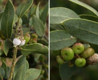 Arctostaphylos pilosula