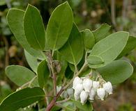 Arctostaphylos pungens