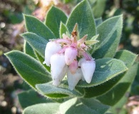 Arctostaphylos regismontana