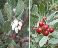 Arctostaphylos silvicola