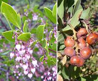 Arctostaphylos stanfordiana