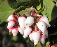 Arctostaphylos tomentosa