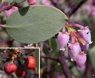 Arctostaphylos viscida