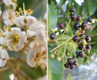 Ardisia escallonioides