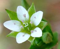 Arenaria serpyllifolia