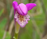 Arethusa bulbosa