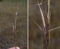 Aristida basiramea