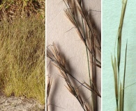 Aristida dichotoma