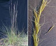 Aristida gyrans